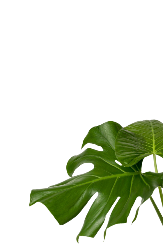 treatment-leaf
